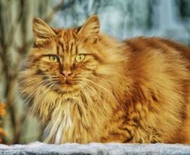 Cât costă Maine Coon Coon?