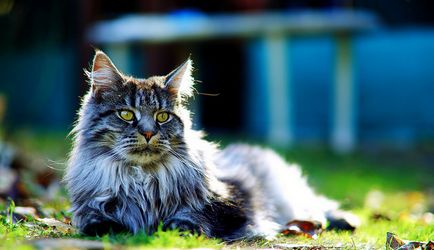 Cât costă Maine Coon Coon?