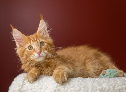 Cât costă Maine Coon Coon?