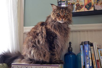 Cât costă Maine Coon Coon?