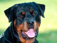 Mennyi az ára a kölyök rottweiler rottweiler kiskutyák