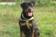 Cât costă un catel rottweiler costă un catel rottweiler