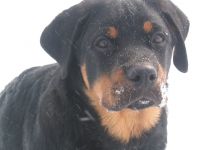 Cât costă un catel rottweiler costă un catel rottweiler