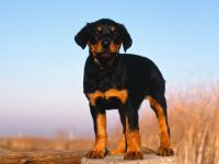 Cât costă un catel rottweiler costă un catel rottweiler