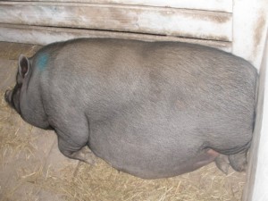 Скільки свиня ходить вагітна фактори, що впливають на тривалість вагітності