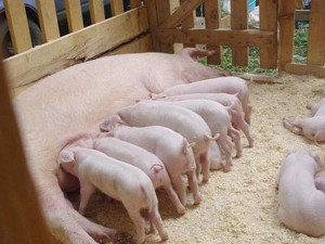 Скільки свиня ходить вагітна фактори, що впливають на тривалість вагітності