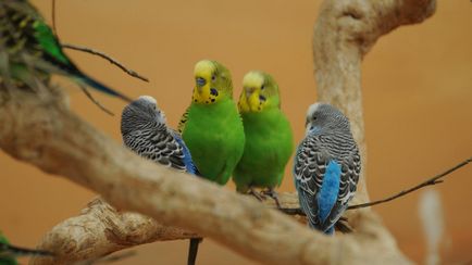Скільки живуть хвилясті папуги