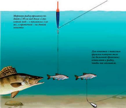 Снасть для лову судака спінінг, оснащення, кращі приманки