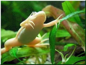 Зміст жаб в акваріумі - розмноження і види