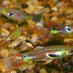 Зміст річкових риб в акваріумі, рибки будинку