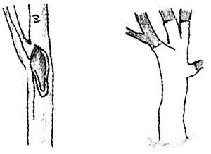 Arsuri de arbori, cauze, remedii, tratament