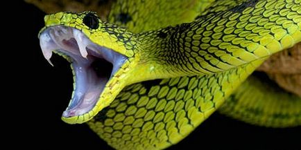 Сонник зелена змія до чого сниться зелена змія уві сні