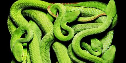 Сонник зелена змія до чого сниться зелена змія уві сні