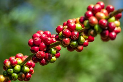 Categorii și tipuri de cafea - diferențe, caracteristici ale gustului