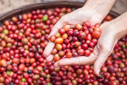 Categorii și tipuri de cafea - diferențe, caracteristici ale gustului