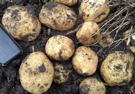 Soiuri de cartofi galbeni descriere, recenzii, fotografie, caracteristică