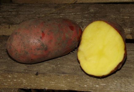 Сорти жовтого картоплі опис, відгуки, фото, характеристика
