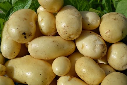 Soiuri de cartofi galbeni descriere, recenzii, fotografie, caracteristică
