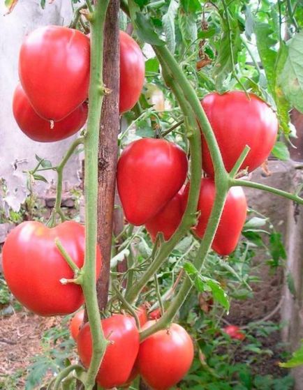 Soi de tomate - cioc de vultur (descriere) Soiul de tomate - ciocul vulturului