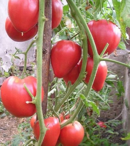 Varietate de roșii - cioc de vultur (varietate) Soiul de tomate - ciocul vulturului