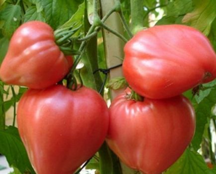 Soi de tomate - cioc de vultur (descriere) Soiul de tomate - ciocul vulturului