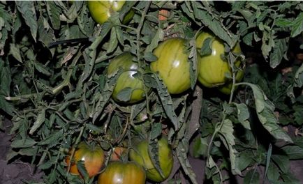Soi de tomate - cioc de vultur (varietate de roșii) Soiul de tomate - ciocul vulturului