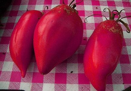 Сорт помідорів - орлиний дзьоб