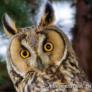 Owl în magie
