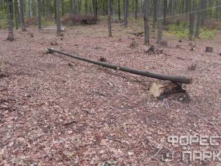 Sport komplex Sport komplex „Forest Park” Lipetsk régió Zadonsk kerület