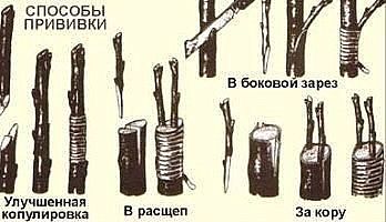 Способи розмноження сливи