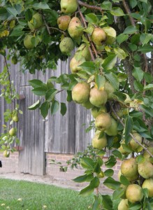Спуровие сорти груші для садівників