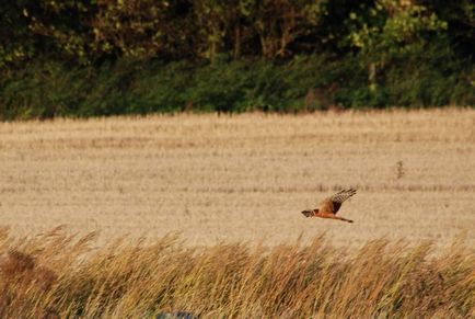 Stepper Harrier