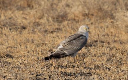 Stepper Harrier