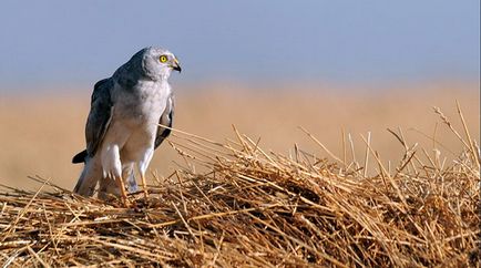 Steierul - fotografie, descriere, zonă, hrană, reproducere