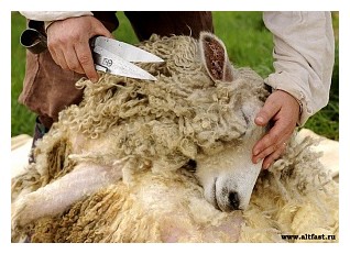Стрижка овець - agrodelo