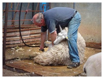 Стрижка овець - agrodelo