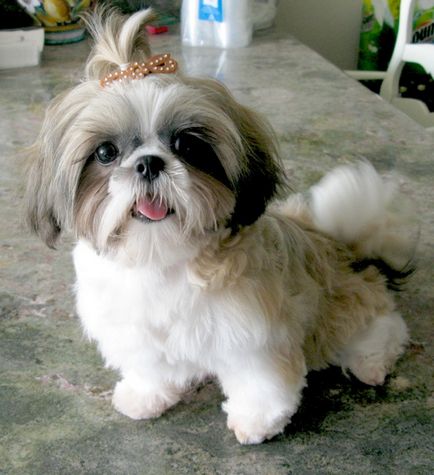 Shih Tzu forfecare