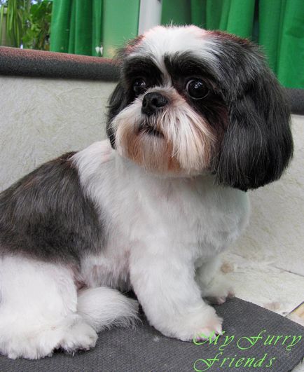 Shih Tzu forfecare