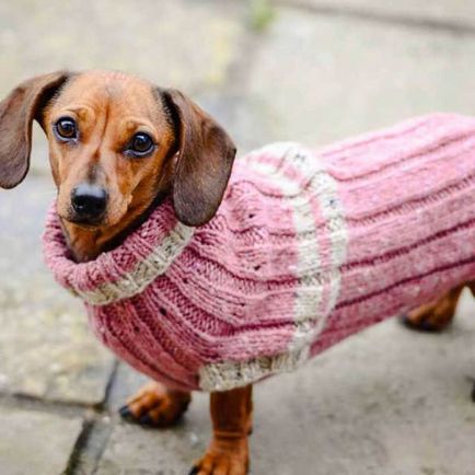 Pulover pentru un câine de la mâneca unui pulover vechi, câinii mei