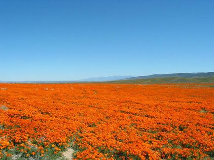 Ezek a különböző California (Kalifornia) Ezek a különböző California