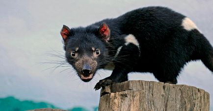 Тасманійський диявол, енциклопедія тварин