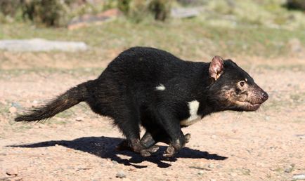 Diavolul Tasmanian, o enciclopedie a animalelor
