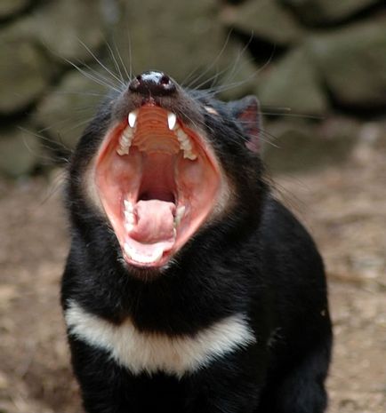 Diavolul Tasmanian, o enciclopedie a animalelor