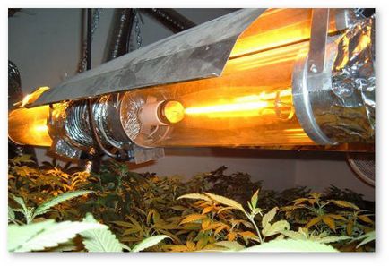 Типи ламп для вирощування конопель ДНаТ, світлодіоди і плазма - все про коноплі, вирощуванні, насінні