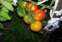 Tomato vultur cozi recenzii și descrierea fotografie a tomatei, varietate