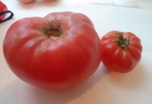 Tomato vultur cozi recenzii și descrierea fotografie a tomatei, varietate