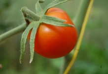 Tomato vultur cozi recenzii și descrierea fotografie a tomatei, varietate