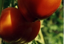 Томат орлиний дзьоб відгуки та фото опис помідора, сорти