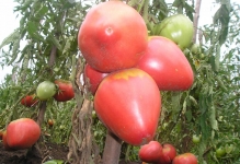 Tomato vultur cozi recenzii și descrierea fotografie a tomatei, varietate