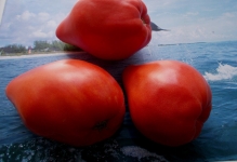 Tomato vultur cozi recenzii și descrierea fotografie a tomatei, varietate